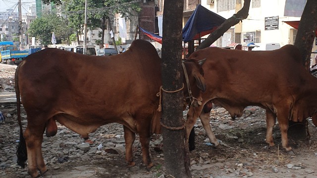 কোরবানির পশুর হাট প্রস্তুত, অনলাইন ও খামারেও বাড়ছে কেনাবেচা